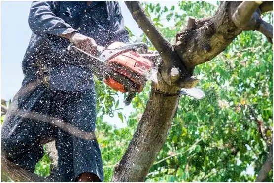 tree services Waldport
